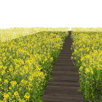  油菜花田 小径花卉丛su模型 