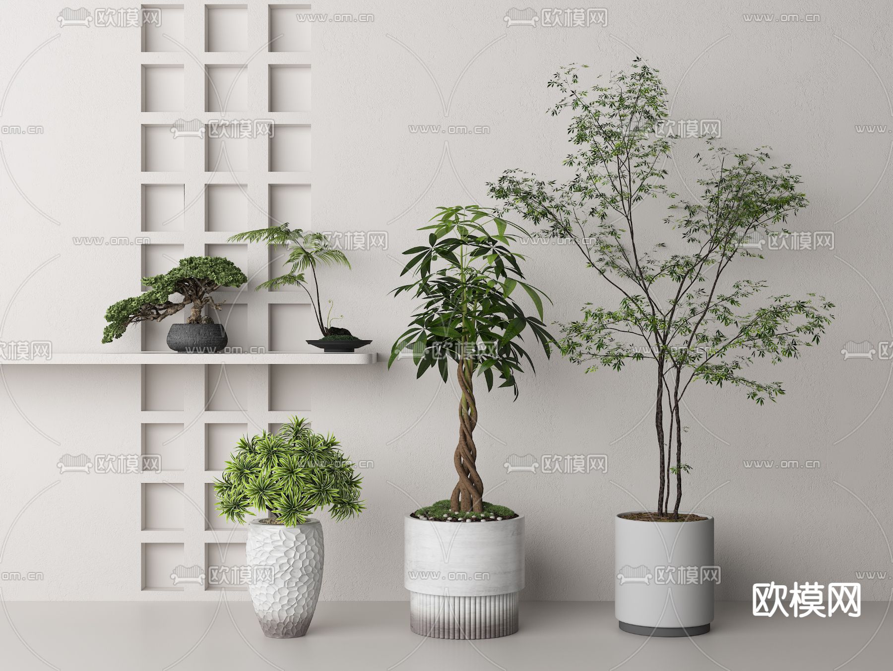 松树盆栽 蕨类盆景3d模型下载