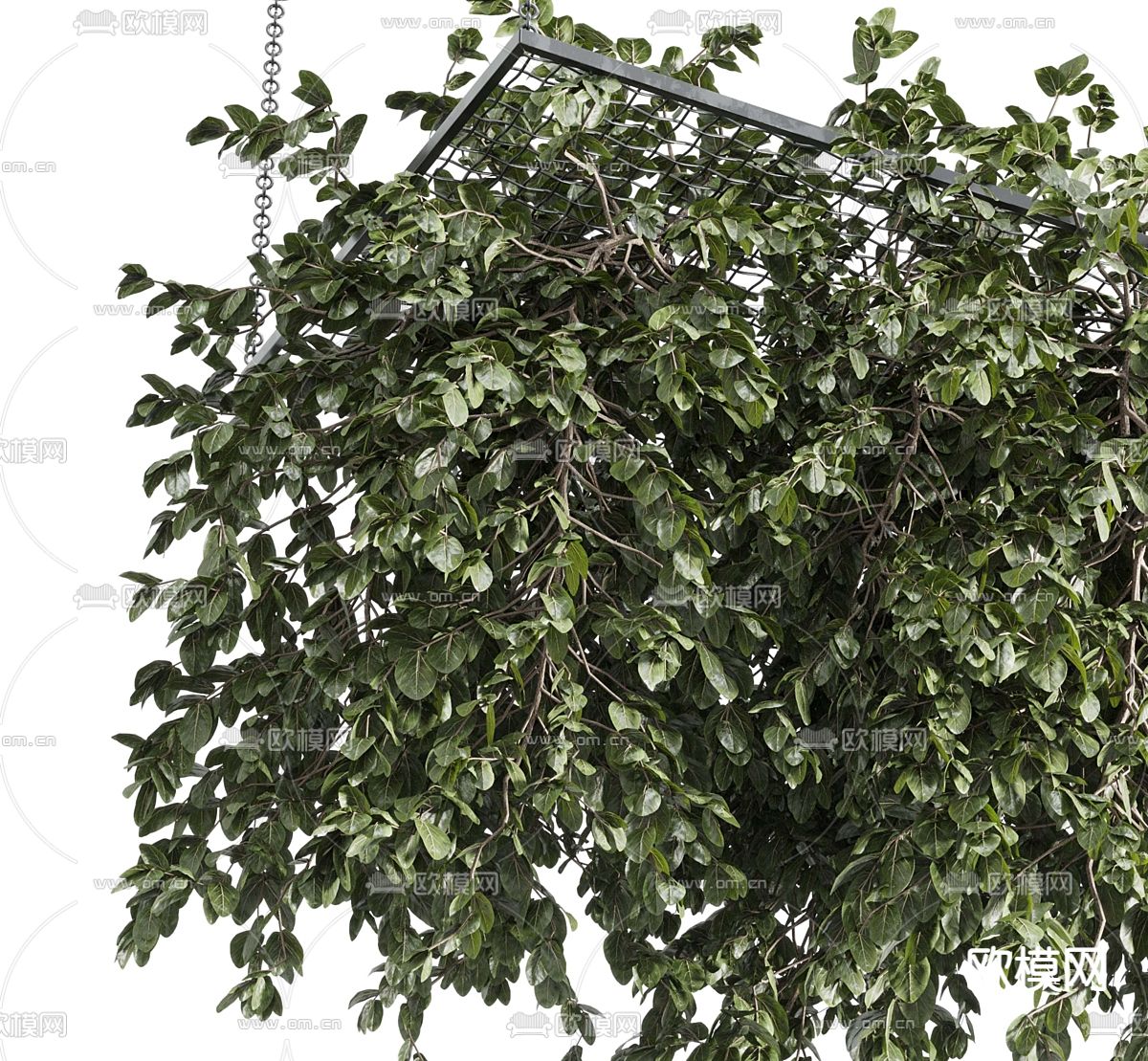 悬挂植物 垂吊植物 吊篮3d模型下载（渲染图2）