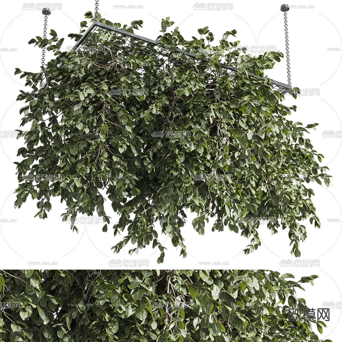 悬挂植物 垂吊植物 吊篮3d模型下载（渲染图1）