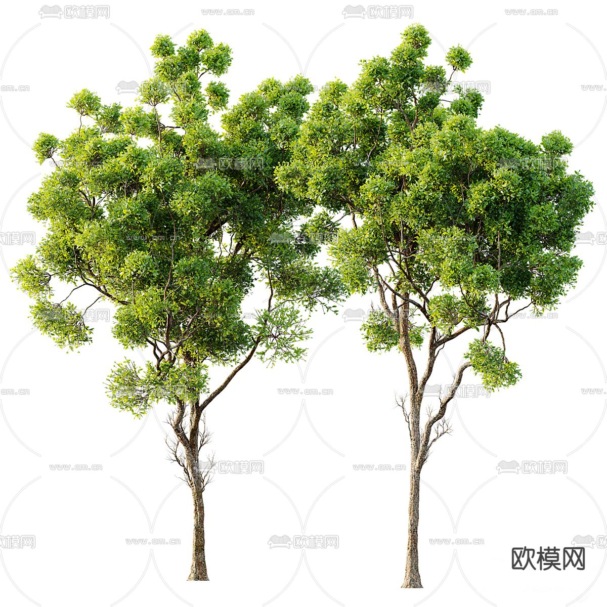 大树 景观树 行道树3d模型下载（渲染图1）