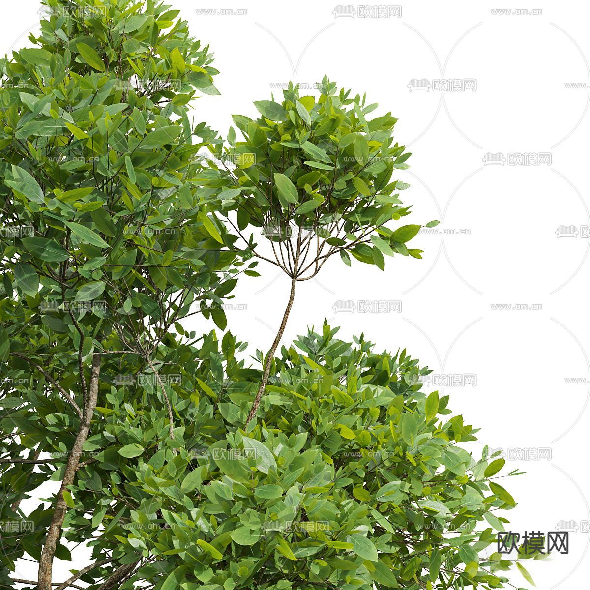 大树 景观树 行道树3d模型下载（渲染图2）