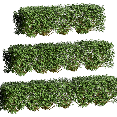  造型灌木 绿化带 绿篱su模型 