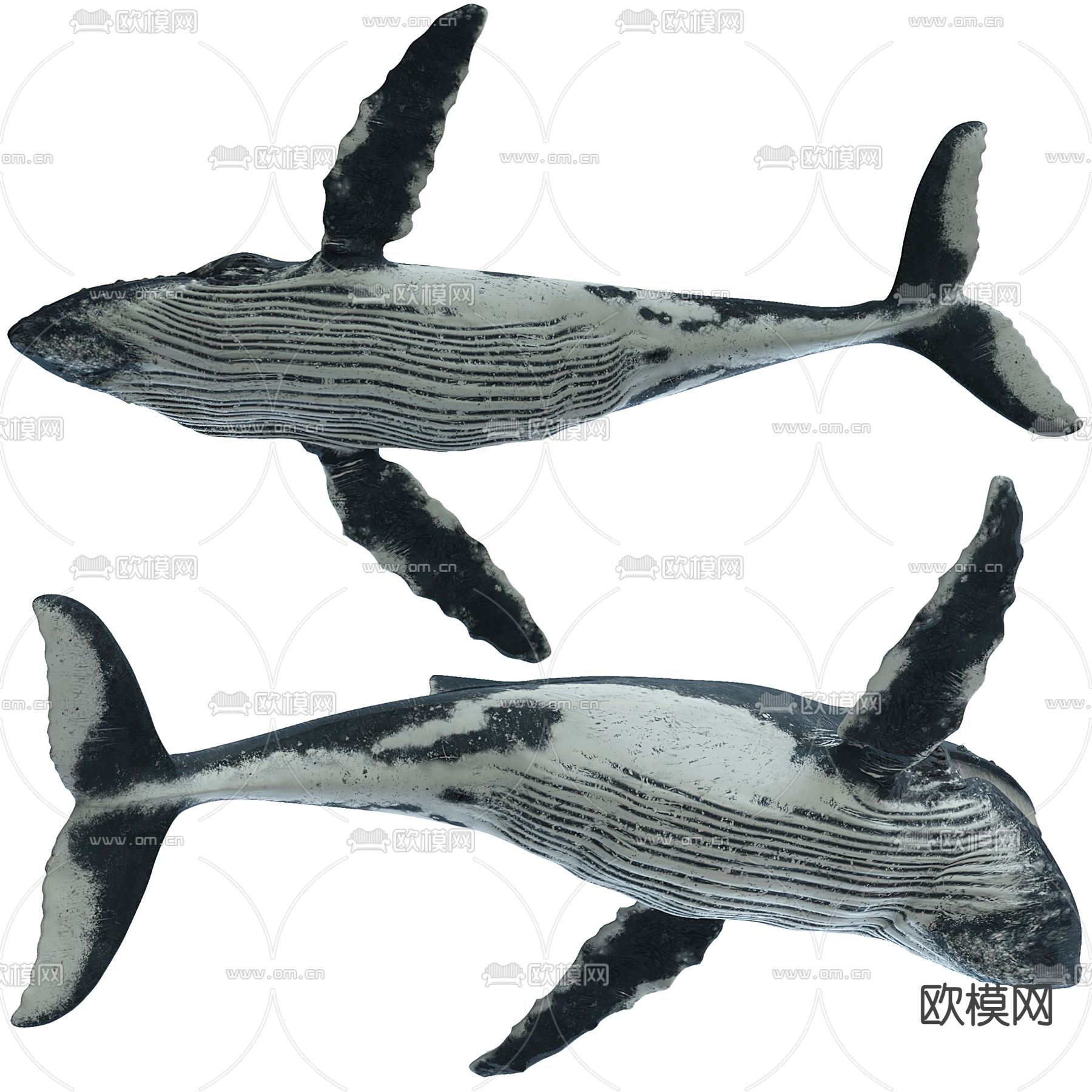 鲸鱼 座头鲸3d模型下载（渲染图3）