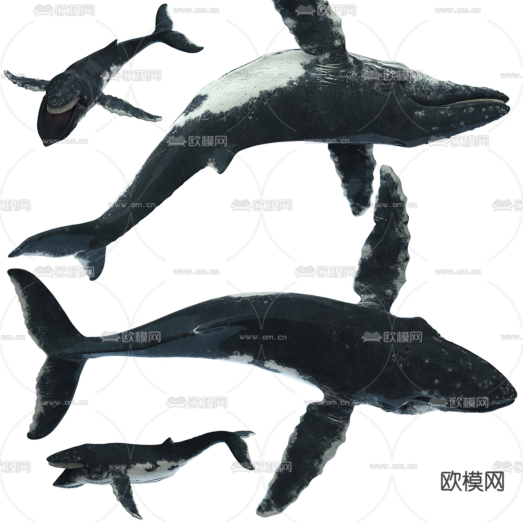 鲸鱼 座头鲸3d模型下载（渲染图2）