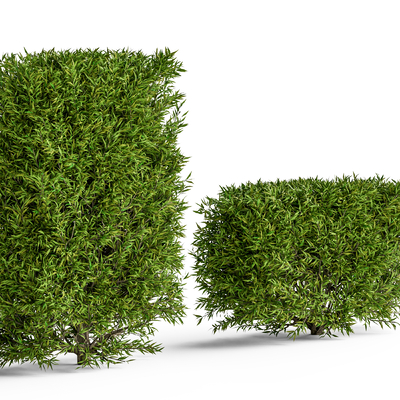  绿篱灌木 植物墙su模型 