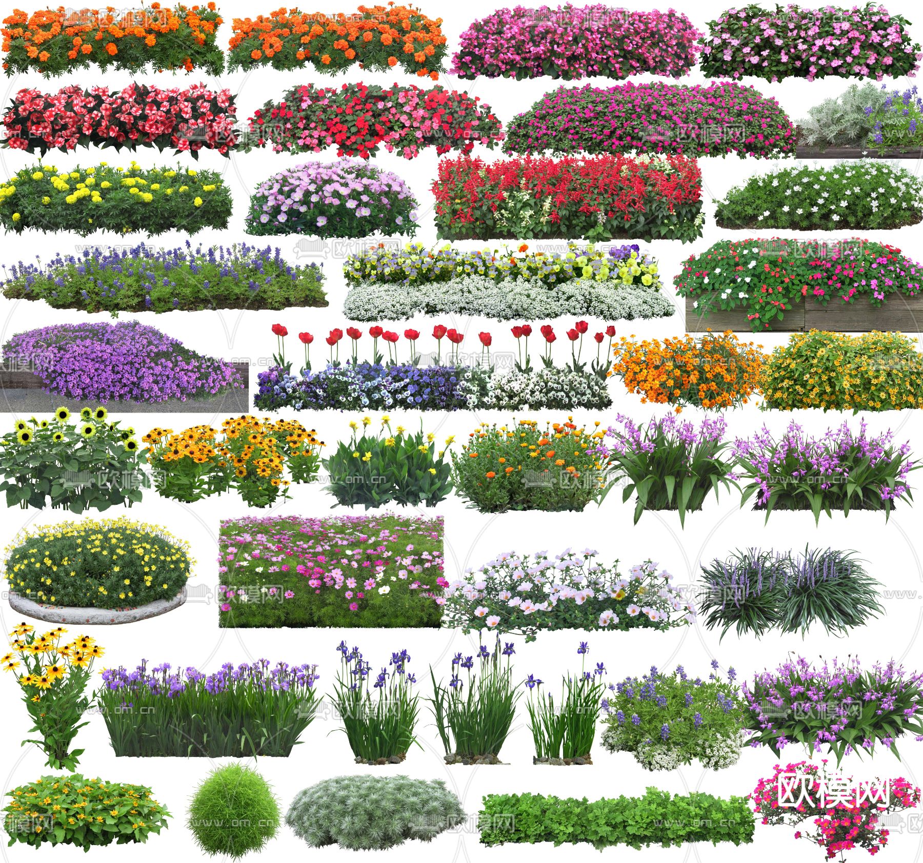 绿篱 花草灌木 修剪绿篱 造型灌木 绿化带psd下载