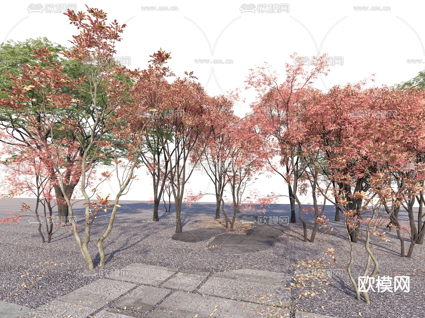 枫叶 秋叶 树木 大树su模型下载（渲染图1）