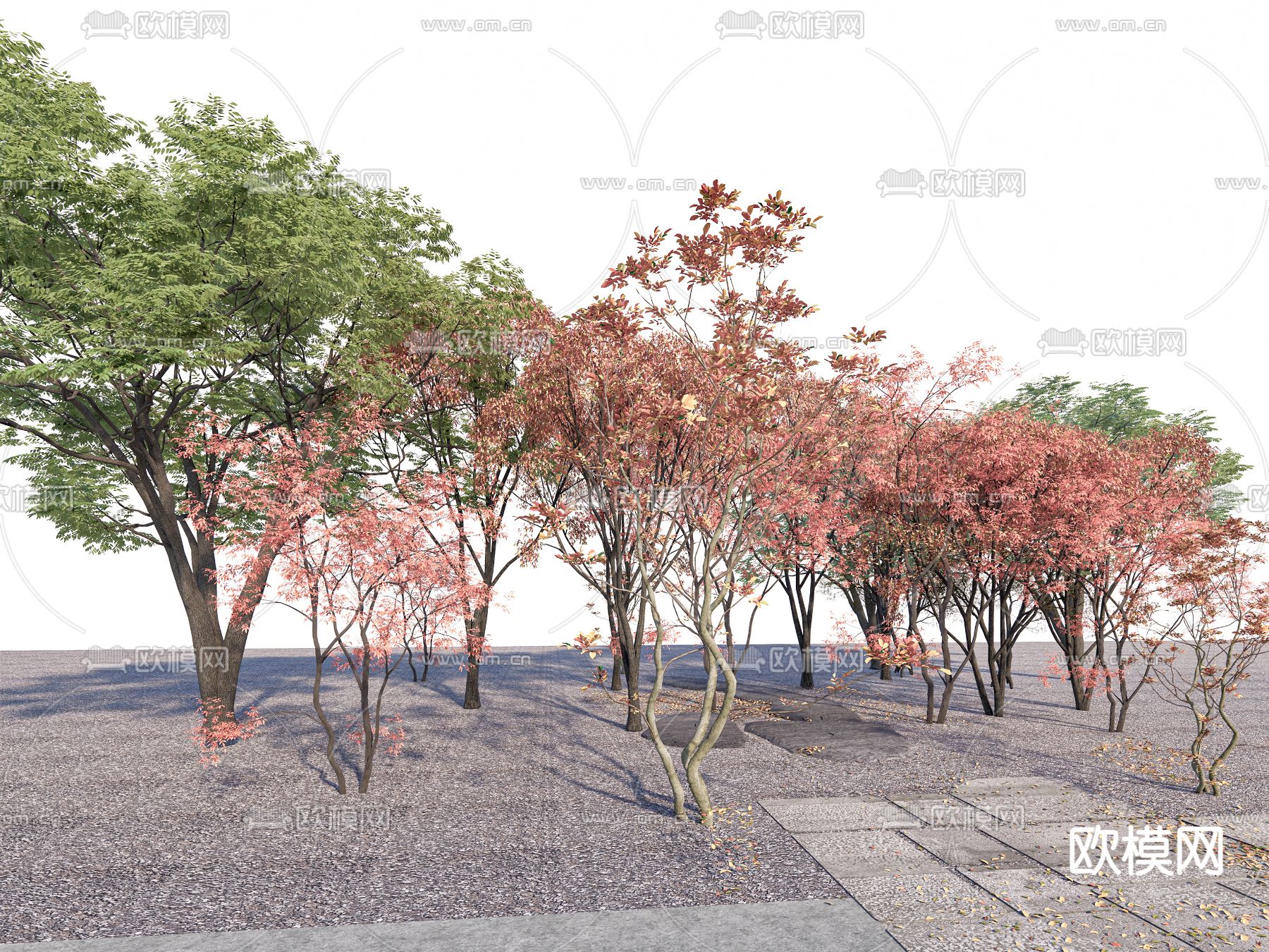 枫叶 秋叶 树木 大树su模型下载（渲染图3）