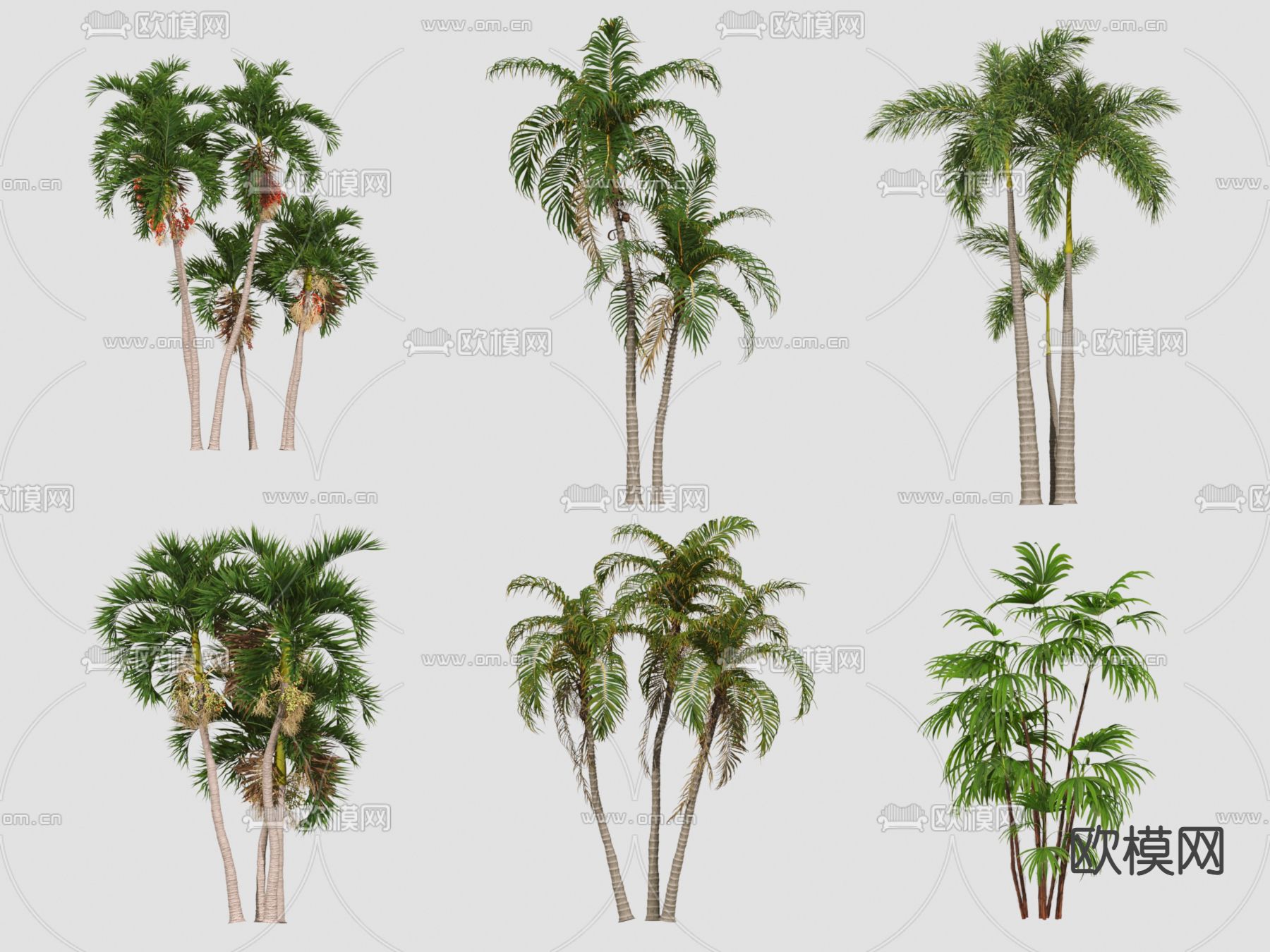 热带树 椰子树 景观树3d模型下载