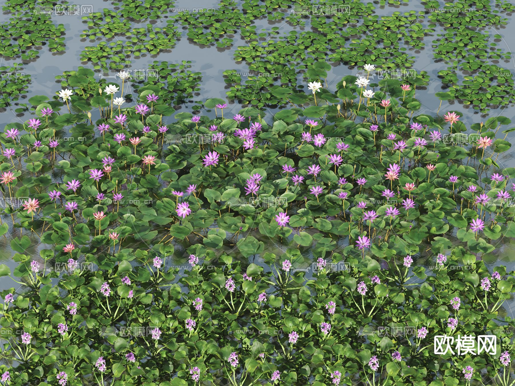 水生植物 水葫芦 荷叶 荷花 睡莲3d模型下载