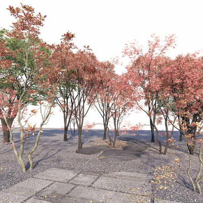  枫叶 秋叶 树木 大树su模型 