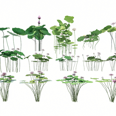  景观植物 荷花 睡莲 荷叶su模型 