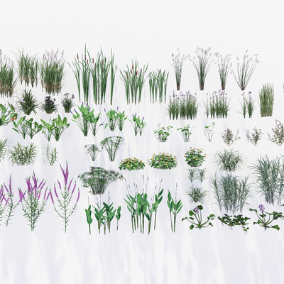  湿地公园 水生植物 草花su模型 