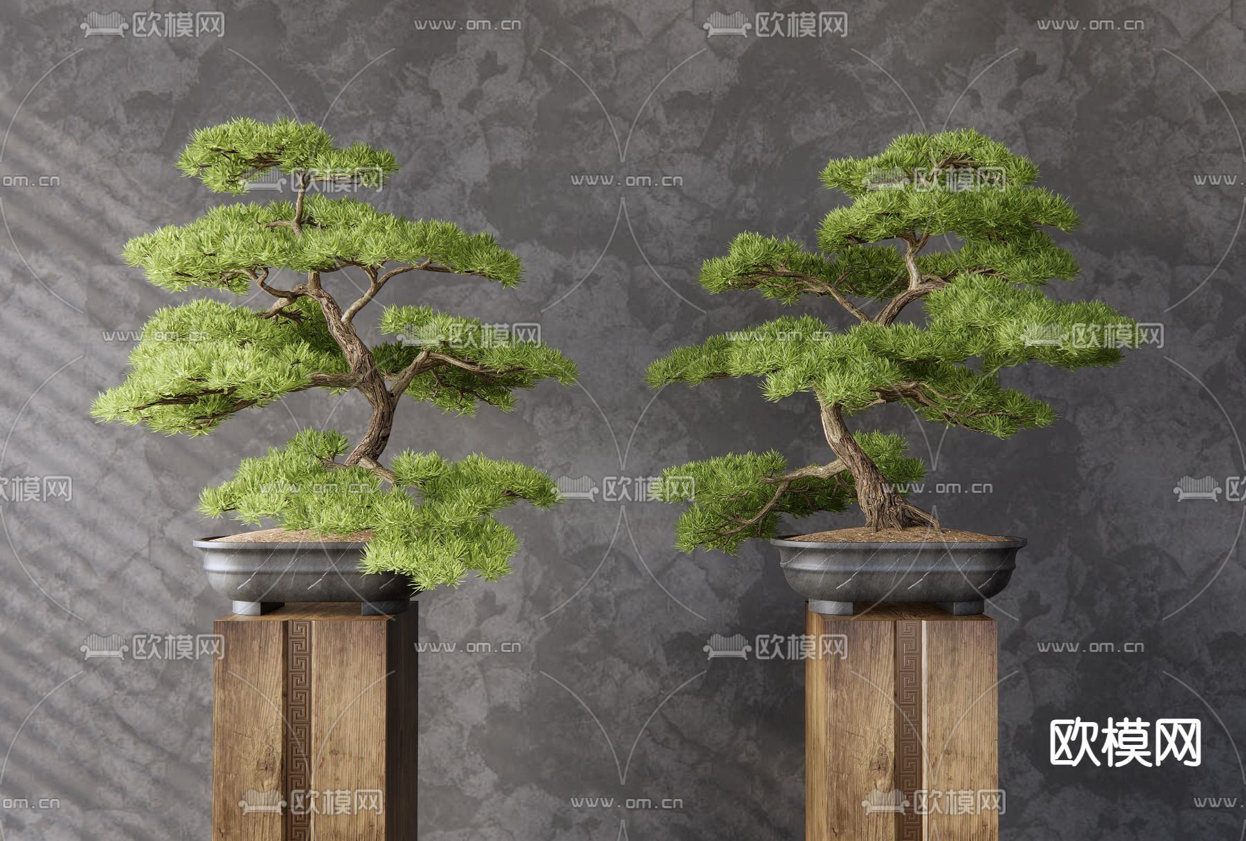 松树盆景 盆栽 迎客松3d模型下载