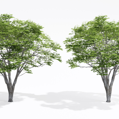  景观树 大树 树木su模型 