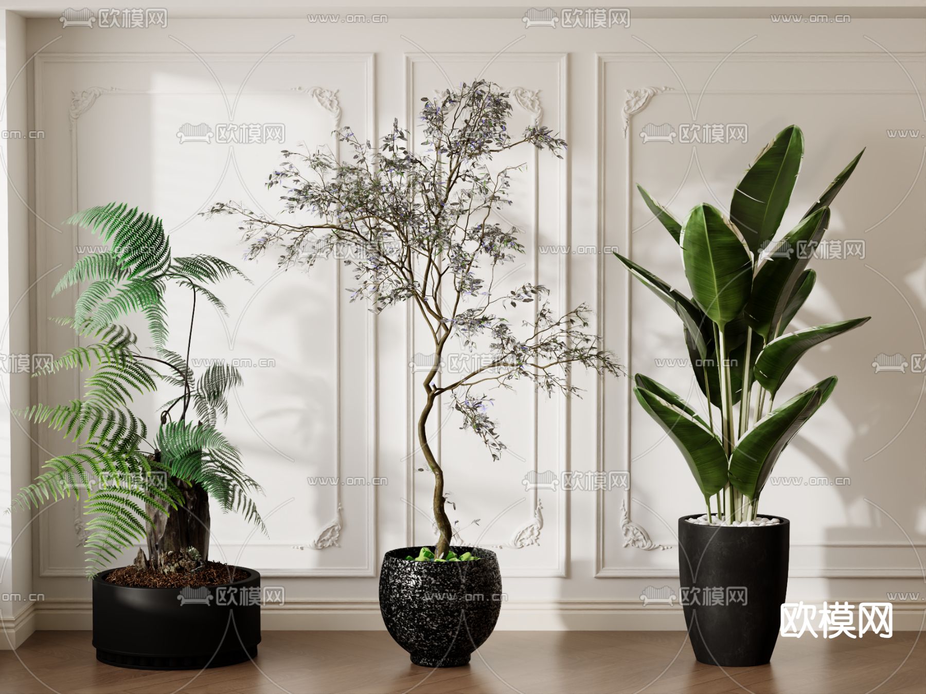 蕨类盆栽 盆景 鹤望兰3d模型下载