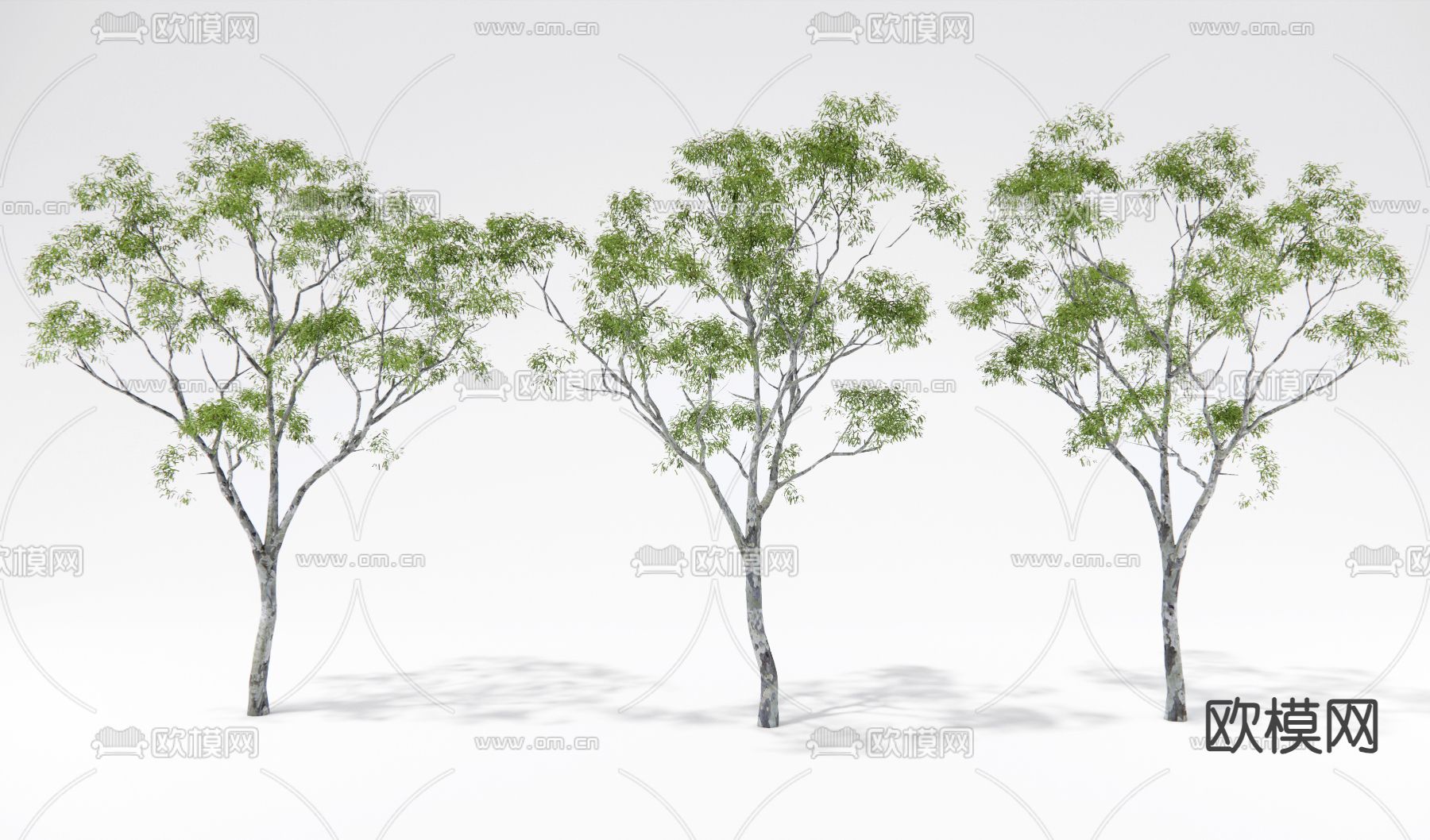 树 景观树 大树 行道树su模型下载（渲染图1）