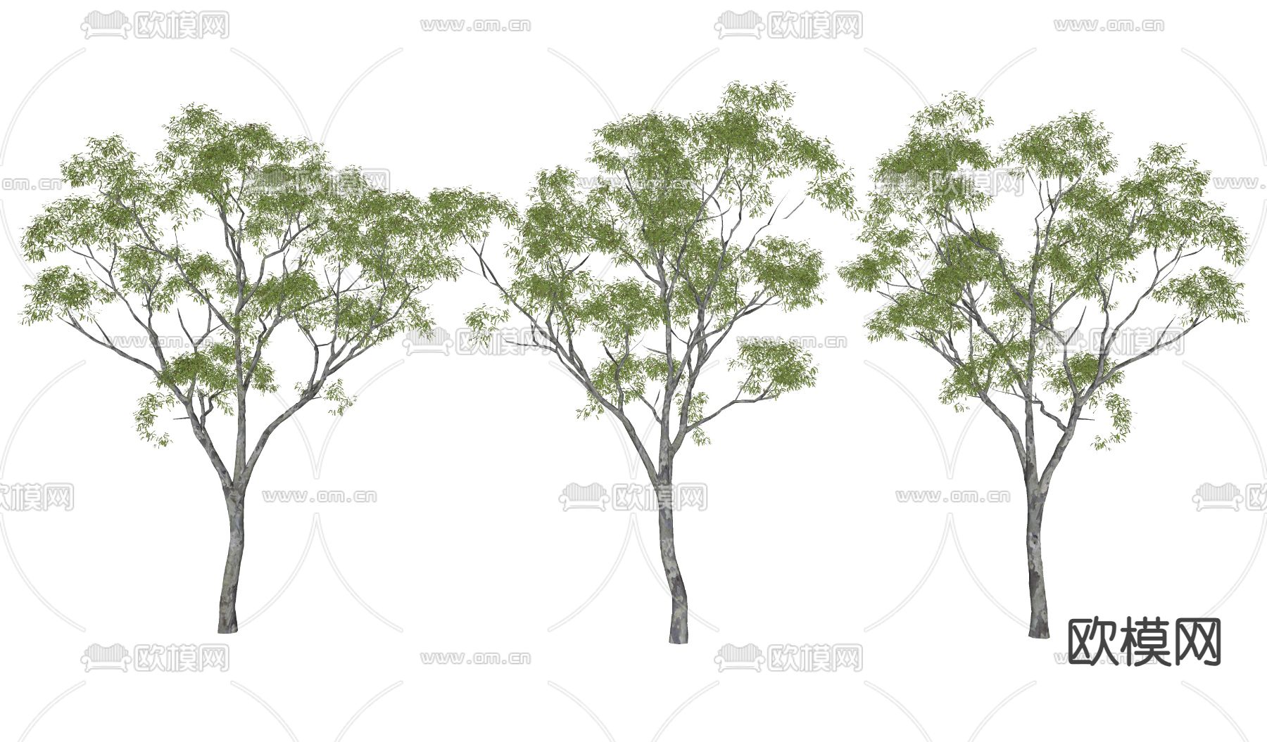 树 景观树 大树 行道树su模型下载（渲染图2）