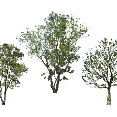  现代丛生树 乌桕树 景观树su模型 
