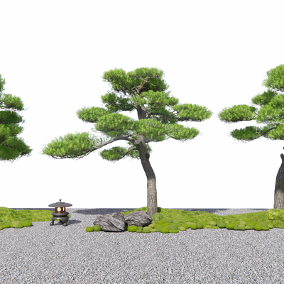  松树 罗汉松su模型 