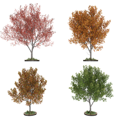  景观树 黄叶树 彩叶树su模型 