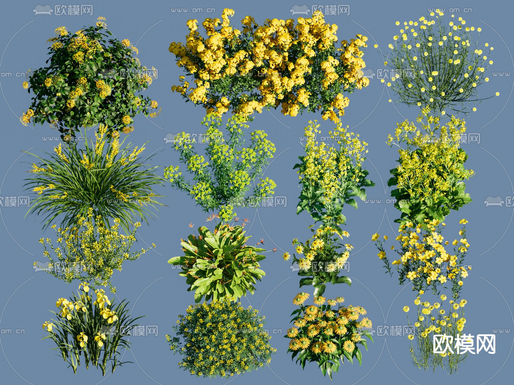 黄花灌木 地被花草3d模型下载
