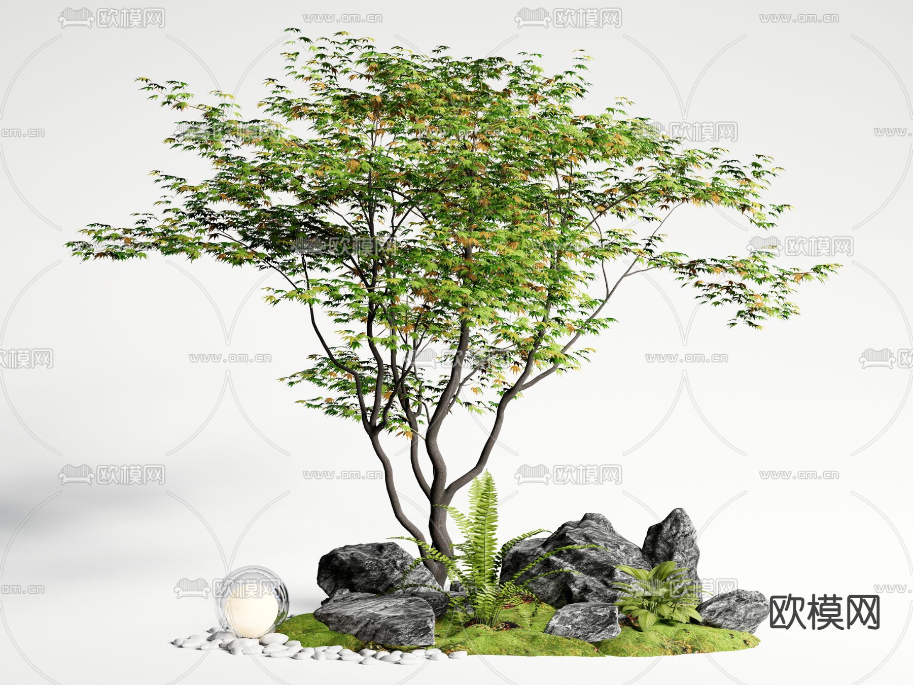 景观树 庭院乔木 鸡爪槭su模型下载（渲染图2）