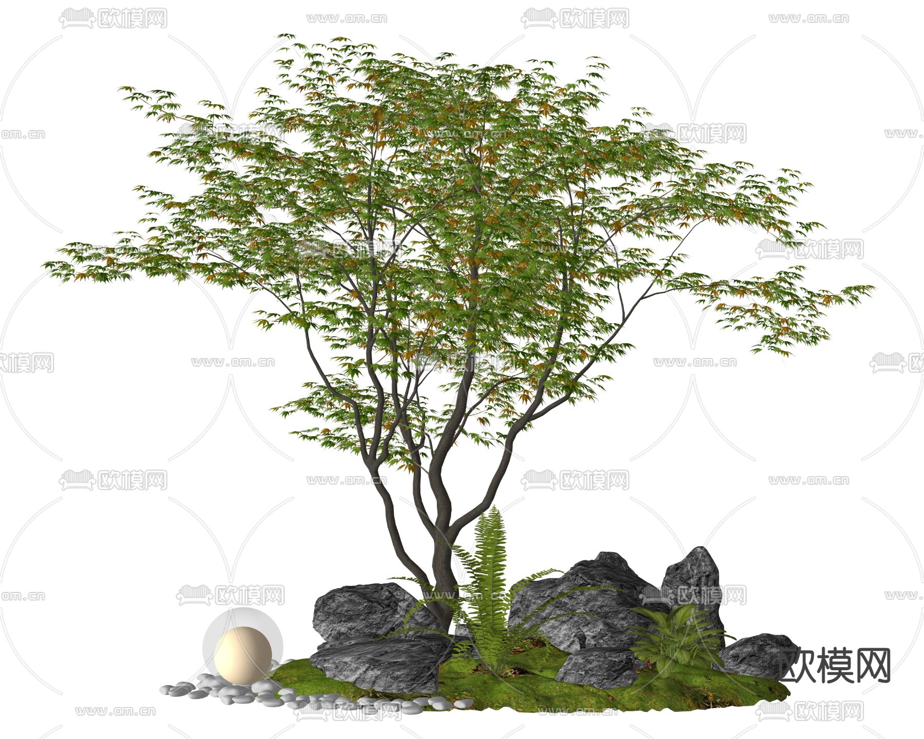 景观树 庭院乔木 鸡爪槭su模型下载（渲染图1）