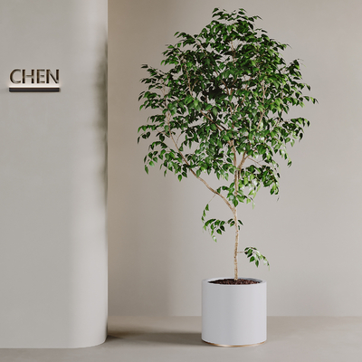  现代绿植 盆栽su模型 
