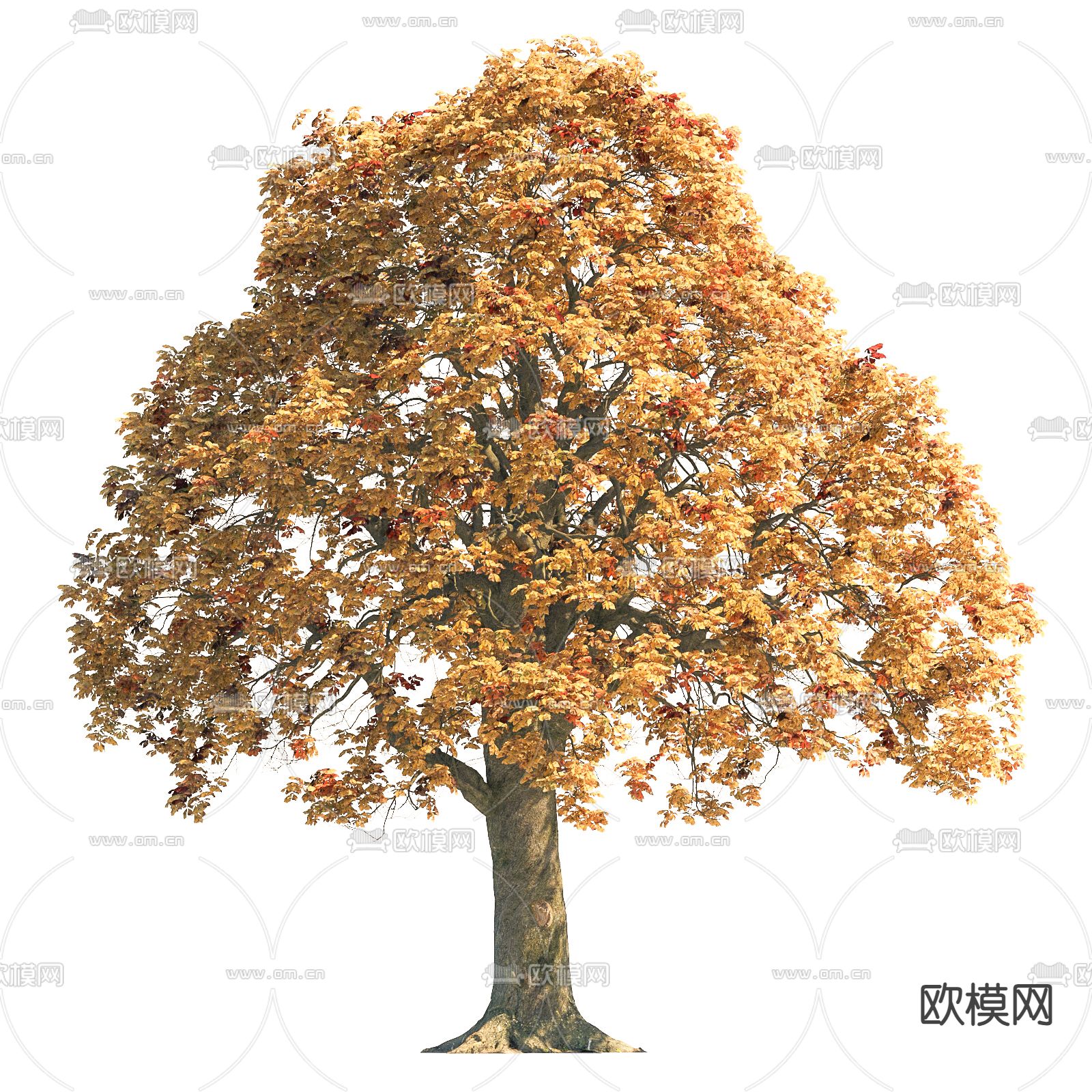 景观树 庭院树 黄叶树3d模型下载