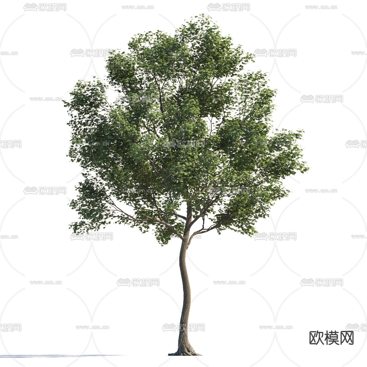 景观树 庭院树 行道树3d模型下载