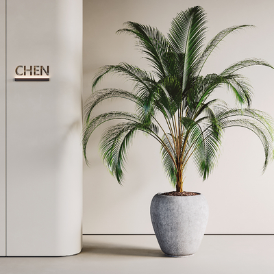  现代植物 盆栽su模型 