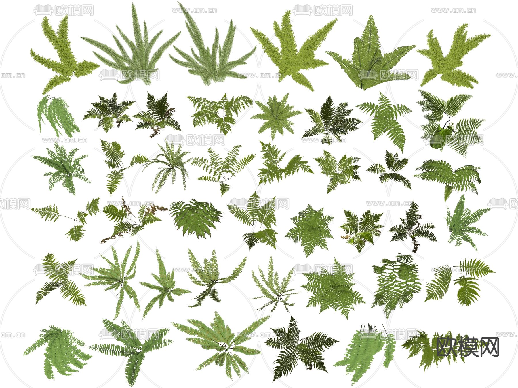 花草 狐尾天门冬 肾蕨 蕨类 花镜灌木su模型