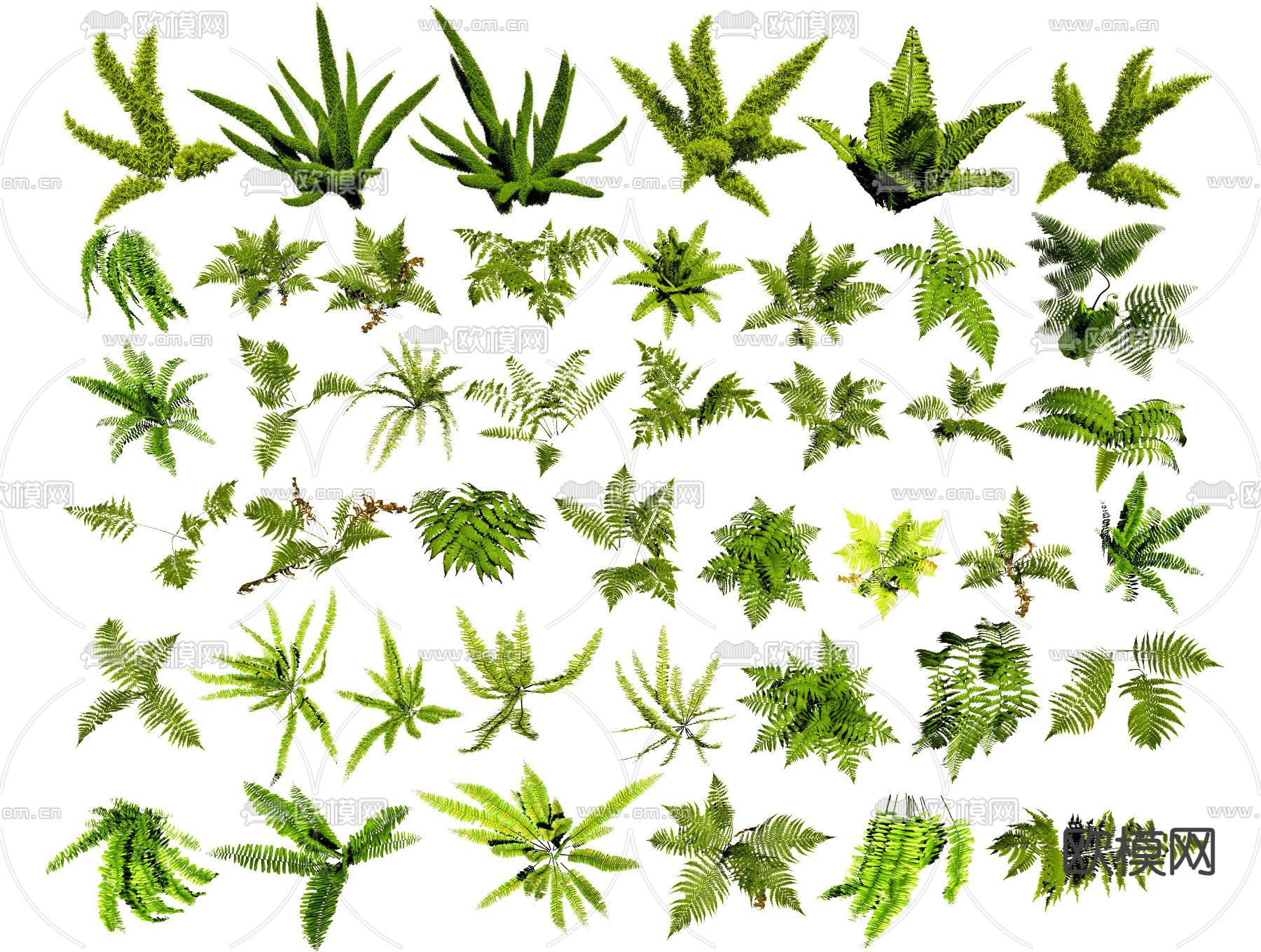 花草 狐尾天门冬 肾蕨 蕨类 花镜灌木su模型