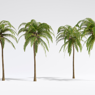  现代椰子树 景观树 热带造景树su模型 
