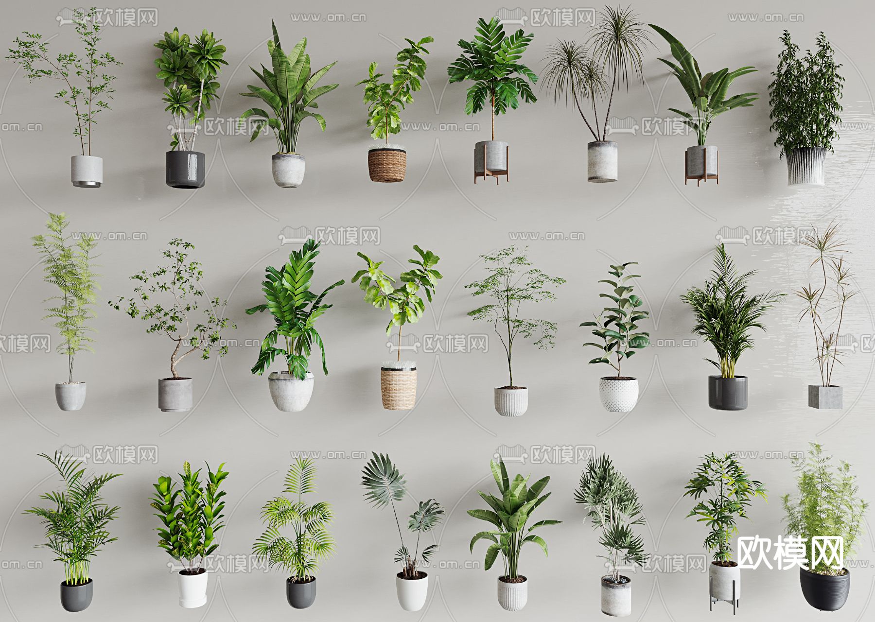 绿植 盆栽 盆景 龟背竹 千年木3d模型下载