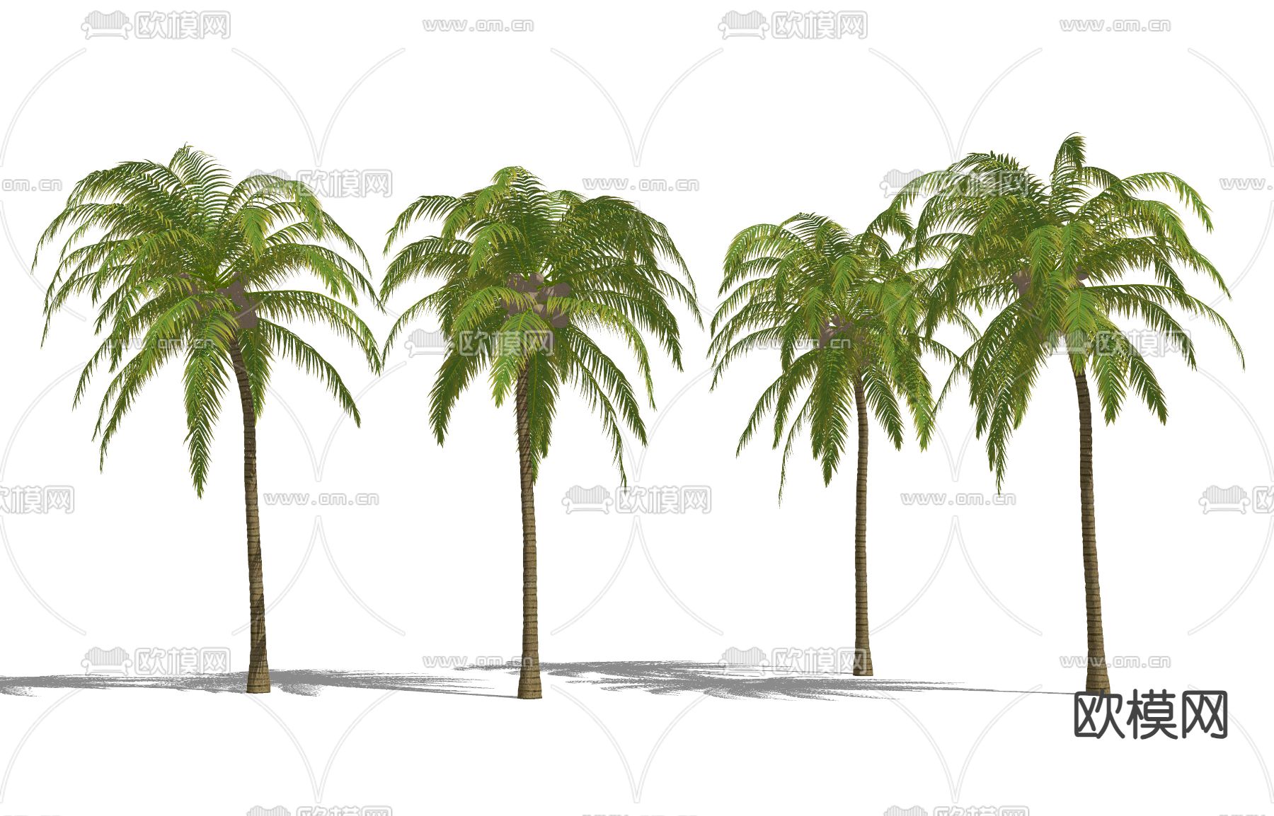 现代椰子树 景观树 热带造景树su模型下载（渲染图1）