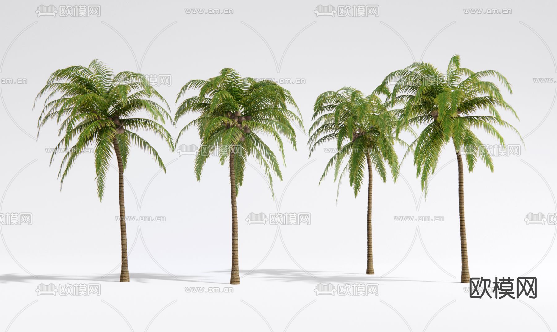现代椰子树 景观树 热带造景树su模型下载（渲染图2）