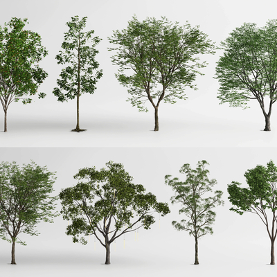  景观树 乔木 大树 行道树su模型 