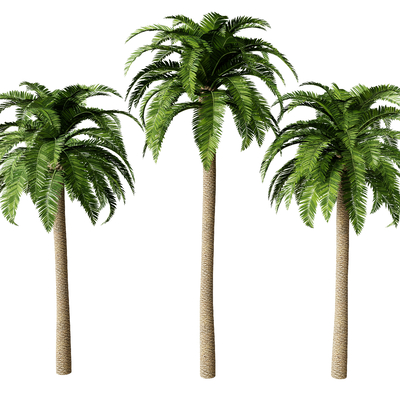  椰子树 热带树 棕榈树su模型 