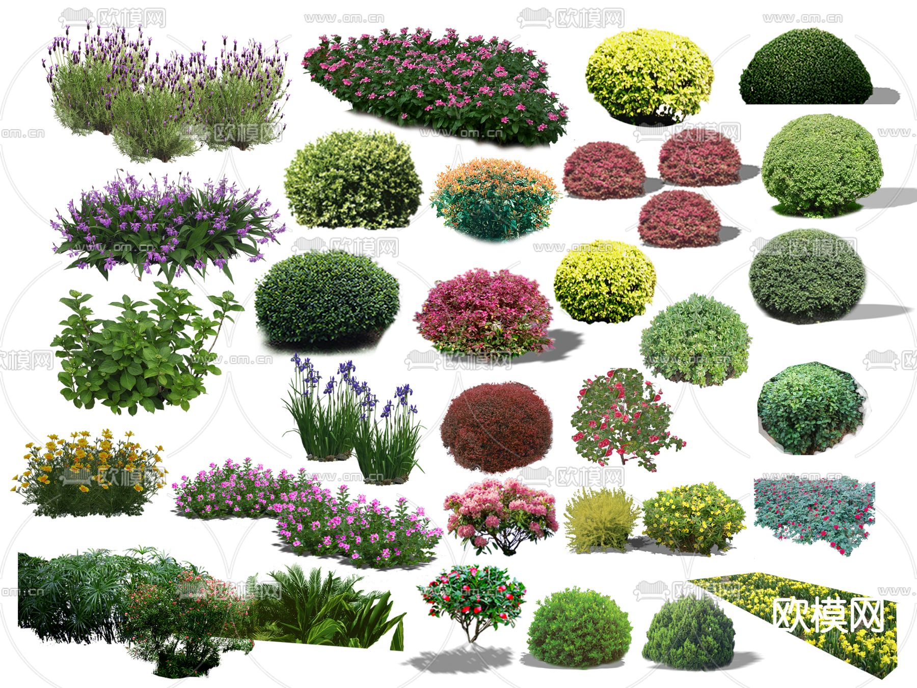 灌木丛 花草su模型下载（渲染图2）