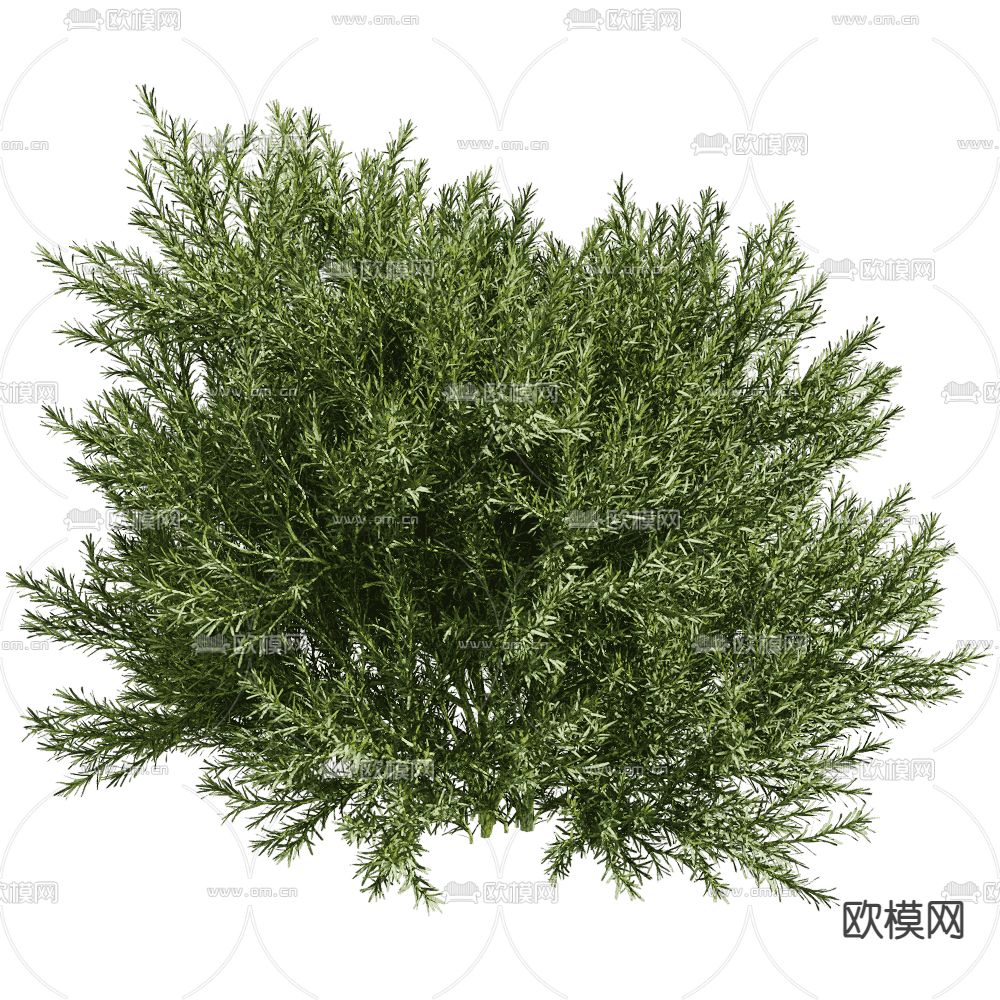 修剪灌木 造型灌木 景观树3d模型下载