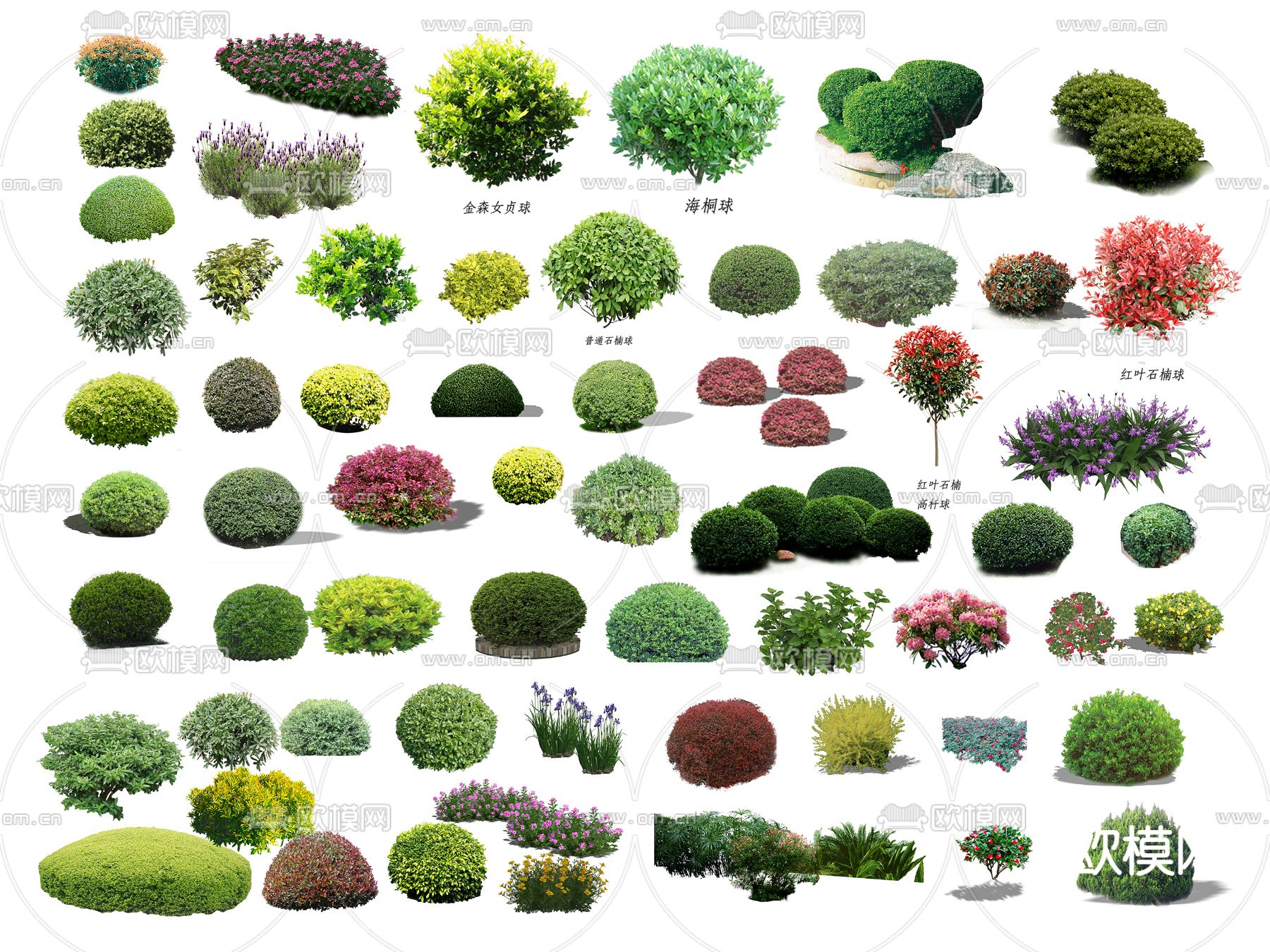 灌木 草丛 鲜花 花草su模型下载（渲染图1）