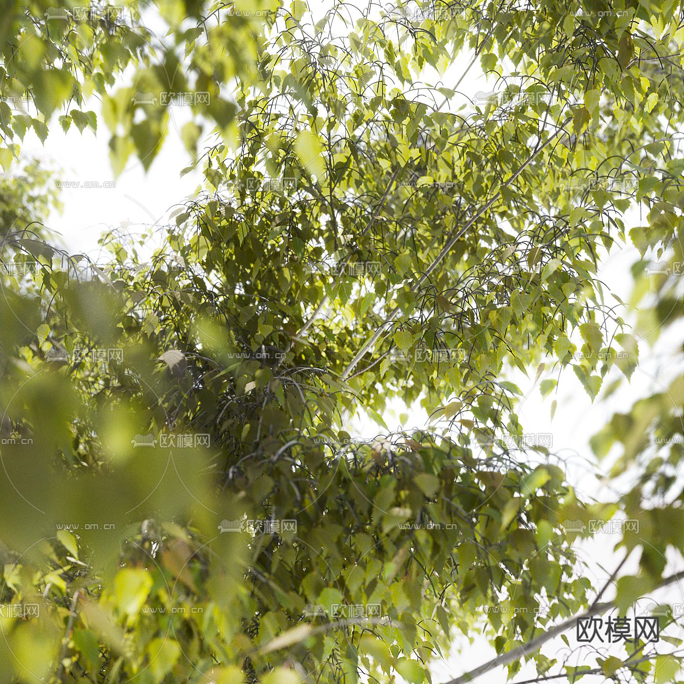 景观树 大树 行道树3d模型下载（渲染图2）