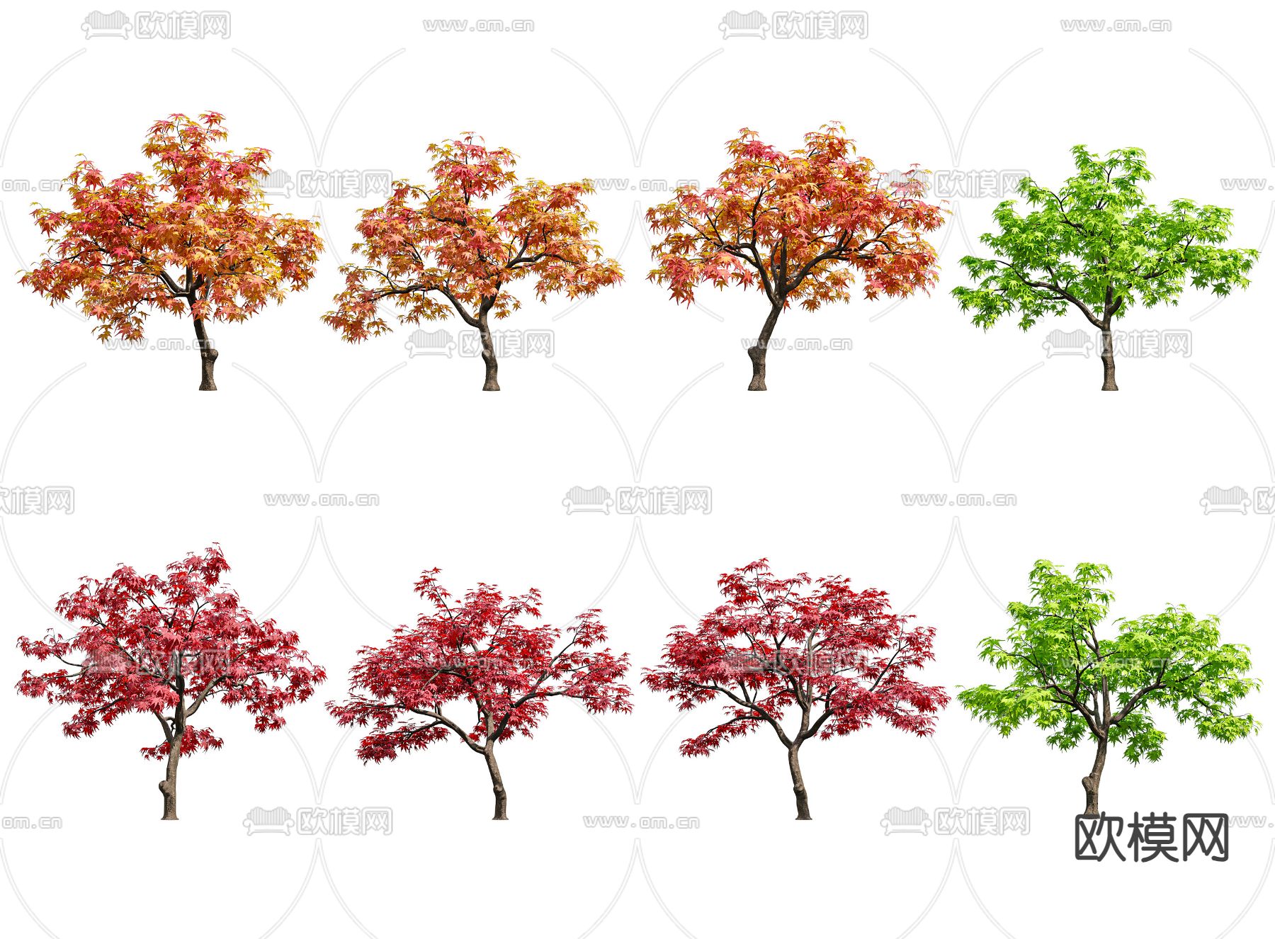 鸡爪槭 景观树 树木su模型下载（渲染图2）