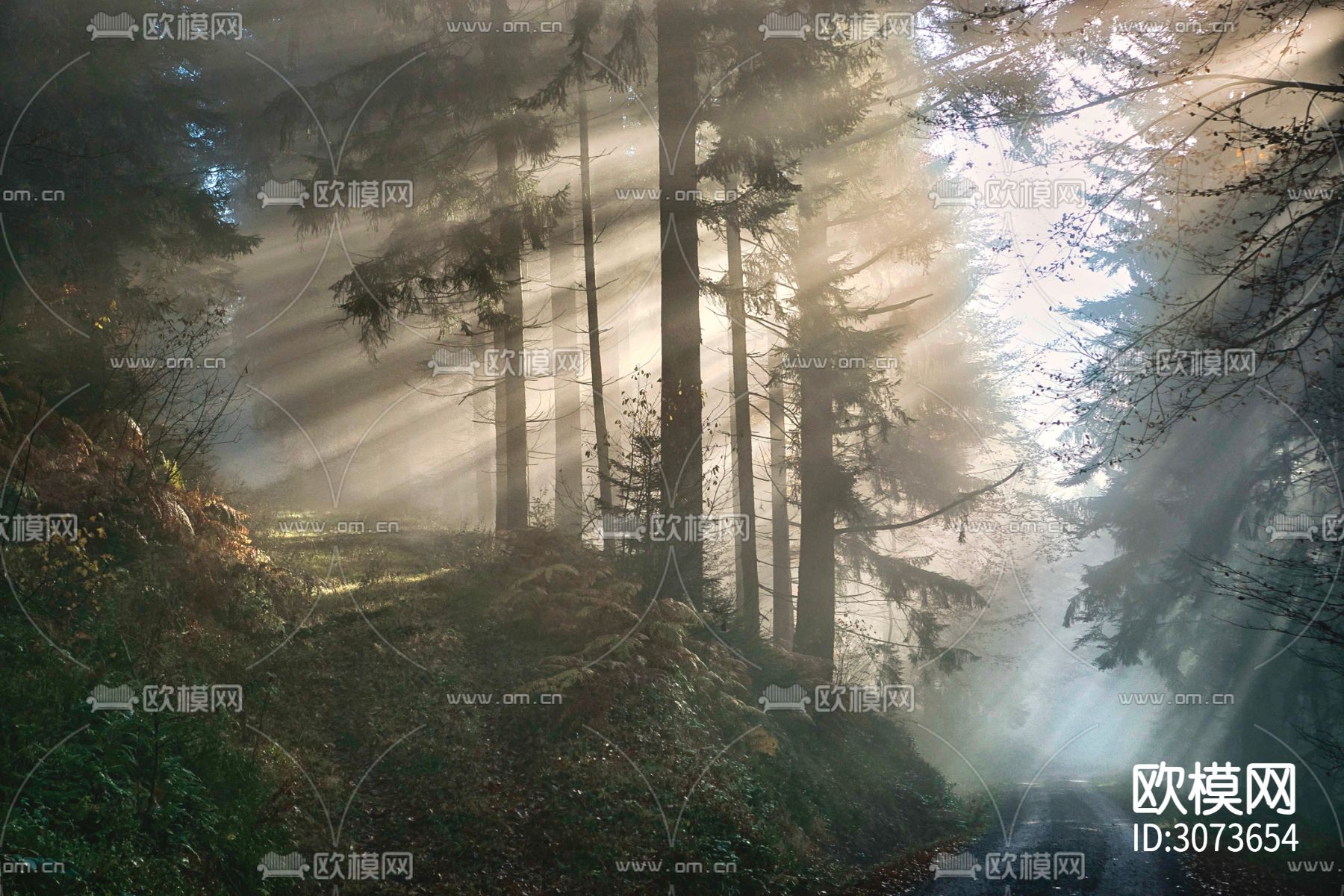 森林小路 光照欧洲风外景贴图下载