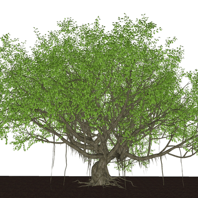  景观树 大树su模型 