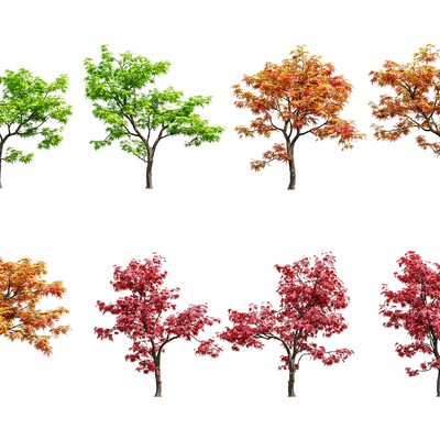  鸡爪槭 景观树 树木su模型 