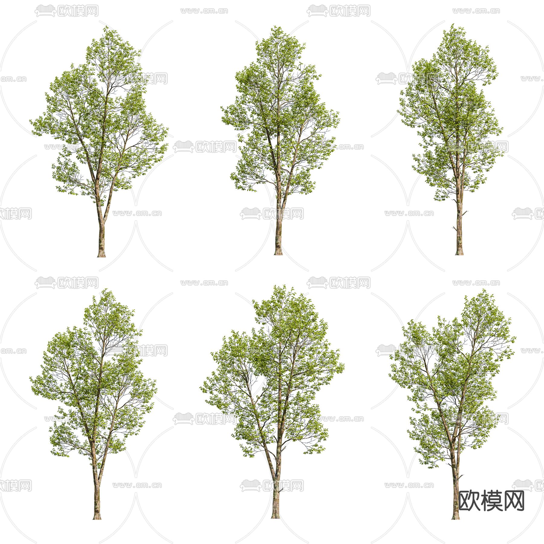 景观树 树木su模型下载（渲染图2）